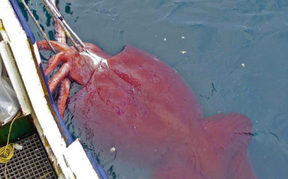 "Calamarul colosal", unul dintre cei mai infricosatori predatori ai oceanelor. Monstrul marin ce poate ataca si un casalot