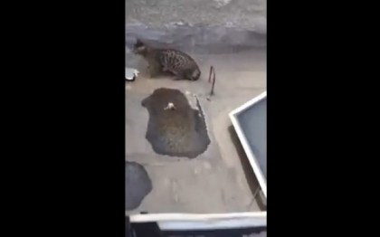 O pisica a scapat nevatamata, dupa ce a cazut de la al 3-lea etaj al unei cladiri. VIDEO
