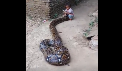 Copil filmat in timp ce se juca cu un piton urias. Ce i-a facut sarpele - VIDEO Copil filmat in timp ce se juca cu un piton urias. Ce i-a facut sarpele - VIDEO