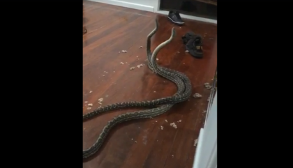 O familie din Australia a gasit doi pitoni luptandu-se in dormitor - VIDEO O familie din Australia a gasit doi pitoni luptandu-se in dormitor - VIDEO