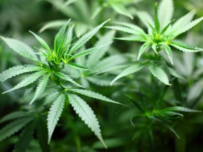 Oamenii pe care marijuana i-a facut miliardari, legal