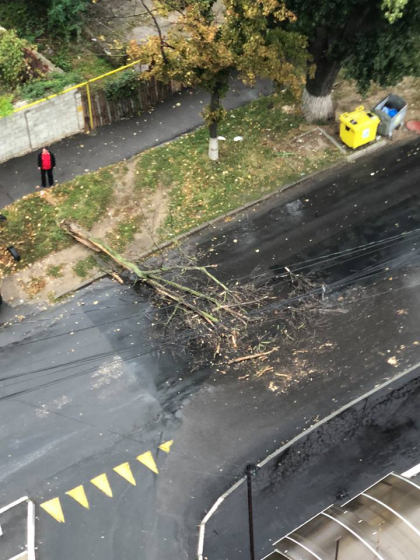 Din cauza vantului puternic, un copac s-a prabusit peste o strada din centrul capitalei: o banda de circulatie, blocata - FOTO