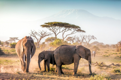 O turista germana a murit intr-un safari, calcata in picioare de un elefant