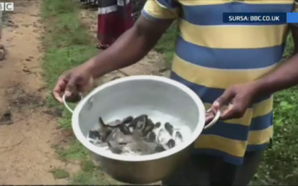 A plouat cu pesti in Sri Lanka. Oamenii de stiinta au explicatia fenomenului care i-a speriat pe localnici A plouat cu pesti in Sri Lanka. Oamenii de stiinta au explicatia fenomenului care i-a speriat pe localnici