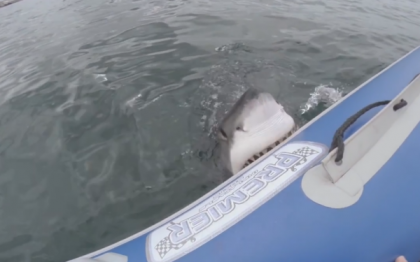 VIDEO. Momentul in care un rechin musca dintr-o barca pneumatica. In aceasta se afla echipa de filmare a unui canal Youtube VIDEO. Momentul in care un rechin musca dintr-o barca pneumatica. In aceasta se afla echipa de filmare a unui canal Youtube
