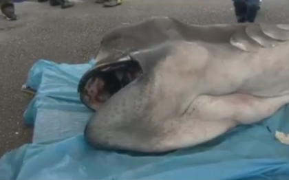 Un rechin rar a fost capturat in Japonia. Peste o mie de persoane au asistat la autopsia neobisnuitei creaturi.VIDEO Un rechin rar a fost capturat in Japonia. Peste o mie de persoane au asistat la autopsia neobisnuitei creaturi.VIDEO