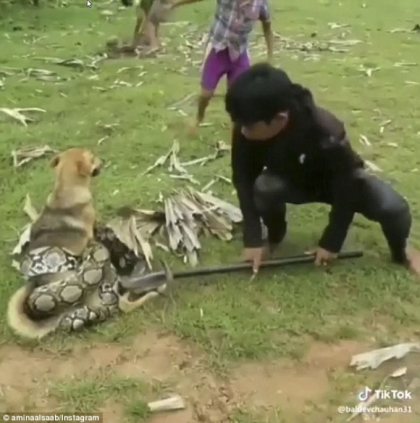 Momentul dramatic in care trei copii intervin sa-si salveze cainele atacat de un sarpe urias - VIDEO