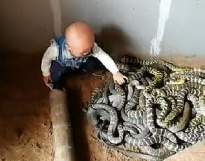 Cum reactioneaza un bebelus dupa ce descopera un cuib de serpi - VIDEO Cum reactioneaza un bebelus dupa ce descopera un cuib de serpi - VIDEO