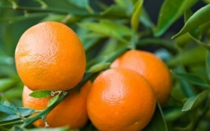 Boala citricelor ori pericolul care ar putea duce la disparitia unora dintre cele mai iubite fructe Boala citricelor ori pericolul care ar putea duce la disparitia unora dintre cele mai iubite fructe