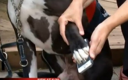 Major este cainele care stie sa foloseasca un iPhone. Cum i-a salvat viata stapanului sau