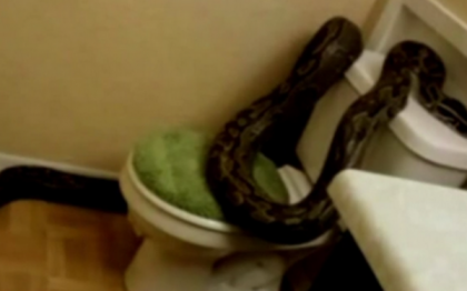 O femeie din SUA s-a trezit cu un piton de peste trei metri in baie O femeie din SUA s-a trezit cu un piton de peste trei metri in baie