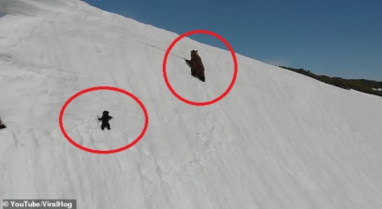 Lectia oferita de un pui de urs pe un versant inzapezit a captivat milioane de oameni - VIDEO