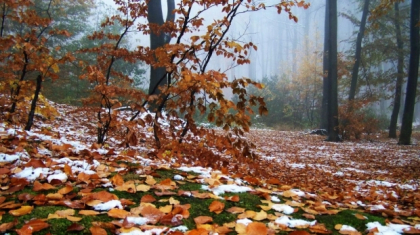 Saptamana viitoare vom avea ingheturi. Temperaturile vor cobora sub 0 grade Celsius. Prognoza meteo - FOTO