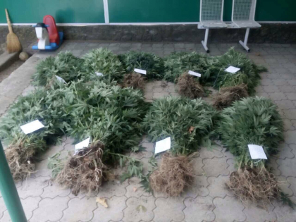 Un grup criminal care se ocupa de vanzarea drogurilor a fost retinut de politistii de la "Fulger"