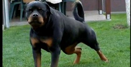 Cel putin cinci oameni, printre care patru copii, transportati la spital dupa ce au fost atacati de un Rottweiler, pe o strada din Straseni: cainele a fost impuscat. Ce le-a spus politistilor stapanul animalului Cel putin cinci oameni, printre care patru copii, transportati la spital dupa ce au fost atacati de un Rottweiler, pe o strada din Straseni: cainele a fost impuscat. Ce le-a spus politistilor stapanul animalului
