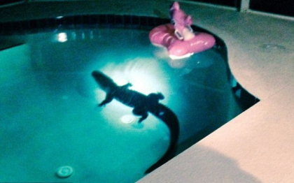 "E amuzant, dar sa nu se mai repete". Un aligator a speriat o familie din Florida, dupa ce a ajuns in piscina din curte "E amuzant, dar sa nu se mai repete". Un aligator a speriat o familie din Florida, dupa ce a ajuns in piscina din curte