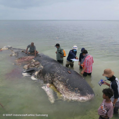 Descoperire ingrijoratoare in stomacul unui casalot gasit mort in Indonezia