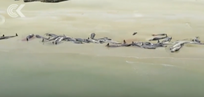 Zeci de balene moarte descoperite pe o plaja din Noua Zeelanda. Anuntul facut de autoritati - VIDEO Zeci de balene moarte descoperite pe o plaja din Noua Zeelanda. Anuntul facut de autoritati - VIDEO
