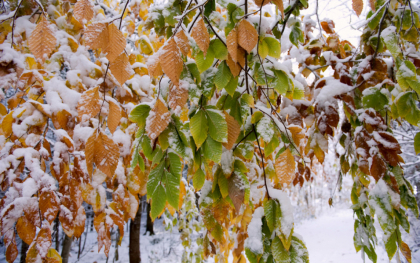Vremea se raceste din ce in ce mai mult, iar pe alocuri apar ninsorile. Prognoza meteo - FOTO Vremea se raceste din ce in ce mai mult, iar pe alocuri apar ninsorile. Prognoza meteo - FOTO