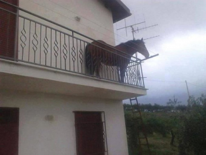 Cal fotografiat in balconul unei case din Cluj, la etajul I - FOTO Cal fotografiat in balconul unei case din Cluj, la etajul I - FOTO