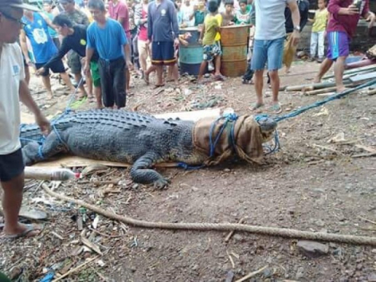 Crocodil gigantic, prins in Filipine dupa ce a mancat un pescar. FOTO cu monstrul
