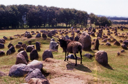 Tara din UE care va trimite imigrantii nedoriti pe o insula unde traiesc doar animale bolnave Tara din UE care va trimite imigrantii nedoriti pe o insula unde traiesc doar animale bolnave
