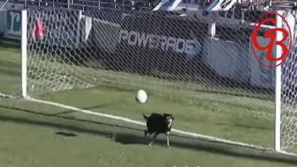 Faza incredibila in Argentina! Cainele "Duckadam" si-a scapat echipa de la un gol caraghios: a aparut de nicaieri si l-a salvat pe portar - VIDEO Faza incredibila in Argentina! Cainele "Duckadam" si-a scapat echipa de la un gol caraghios: a aparut de nicaieri si l-a salvat pe portar - VIDEO