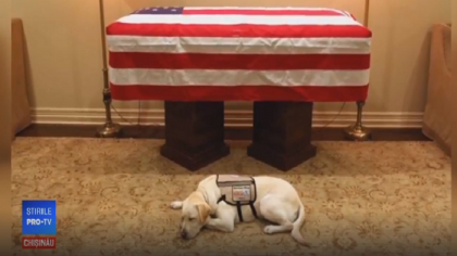 Cainele fostului presedinte american George Bush Senior va fi antrenat pentru a le oferi asistenta soldatilor raniti la razboi - VIDEO