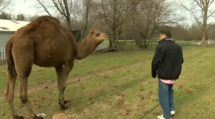 Prietenia neobisnuita dintre un barbat si o camila. Legatura dintre ei este unica