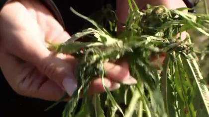Una dintre cele mai mari tari din UE ar putea legaliza canabisul. Care sunt conditiile