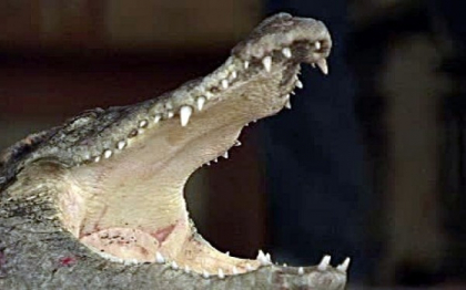 Intamplare mai tare ca orice banc in Rusia. Un crocodil a fost strivit de o contabila de 120 de kg Intamplare mai tare ca orice banc in Rusia. Un crocodil a fost strivit de o contabila de 120 de kg