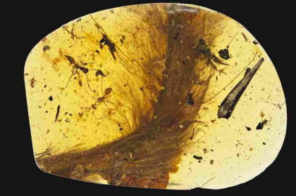 Descoperire impresionanta intr-o bucata de chihlimbar de acum 100 de milioane de ani Descoperire impresionanta intr-o bucata de chihlimbar de acum 100 de milioane de ani