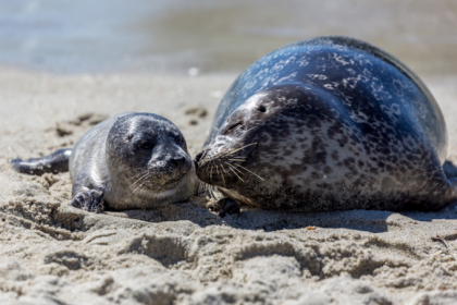 Pui de foca, masacrati pe o plaja turistica. Ucigasii le-ar fi luat capetele acasa Pui de foca, masacrati pe o plaja turistica. Ucigasii le-ar fi luat capetele acasa