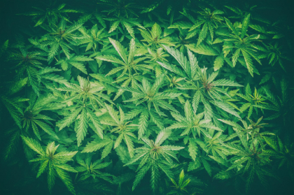 Enoriasi drogati la slujba. De ce a folosit un preot marijuana in loc de tamaie
