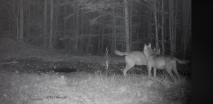 Imagini spectaculoase. Doi lupi, surprinsi in timp ce urla intr-o padure - VIDEO