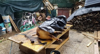 Patru romani si un italian, cercetati dupa ce au sacrificat ilegal un porc in curte. Risca amenda de peste 100 de mii de euro - FOTO Patru romani si un italian, cercetati dupa ce au sacrificat ilegal un porc in curte. Risca amenda de peste 100 de mii de euro - FOTO