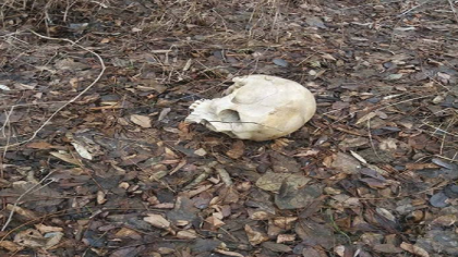 Descoperire macabra intr-o padure din Causeni. Un craniu uman si un os a fost gasit de un barbat. Ce spune politia - FOTO