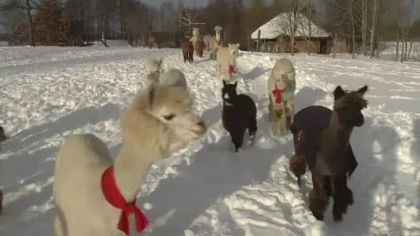 Ferma din Lituania unde 30 de alpacale zburda prin zapada si delecteaza turistii Ferma din Lituania unde 30 de alpacale zburda prin zapada si delecteaza turistii