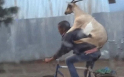 Biciclistul care merge cu capra in spate. Video din Etiopia care a devenit viral pe internet. VIDEO