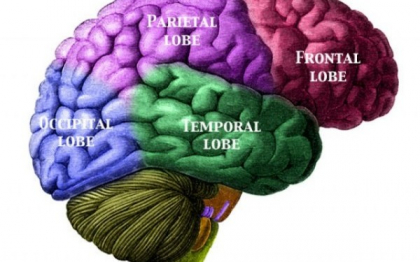 Dovedit stiintific: Pornografia micsoreaza volumul creierului Dovedit stiintific: Pornografia micsoreaza volumul creierului