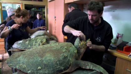 Tablou sumbru in Israel. Zeci de broaste testoase moarte au aparut pe plaje Tablou sumbru in Israel. Zeci de broaste testoase moarte au aparut pe plaje