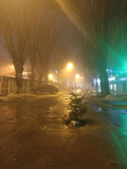 Un brad a "rasarit" intr-o groapa din asfalt, pe o strada din capitala: "Sa salveze masinile de accidente" - FOTO Un brad a "rasarit" intr-o groapa din asfalt, pe o strada din capitala: "Sa salveze masinile de accidente" - FOTO
