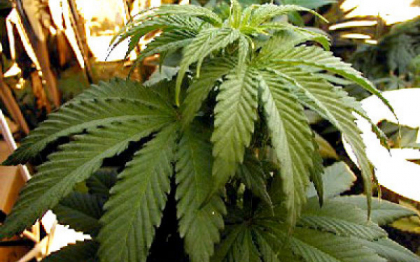 Efectele consumului de canabis asupra tinerilor de pana in 30 de ani. Riscul de a fi infertili este de doua ori mai mare Efectele consumului de canabis asupra tinerilor de pana in 30 de ani. Riscul de a fi infertili este de doua ori mai mare