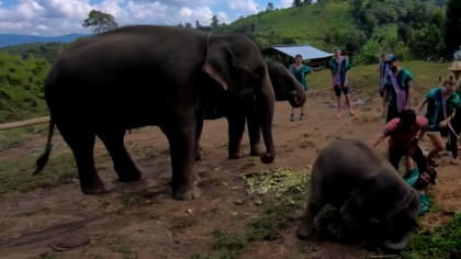 VIDEO viral. Ce pateste un turist care incerca sa-si faca un selfie cu un elefant VIDEO viral. Ce pateste un turist care incerca sa-si faca un selfie cu un elefant