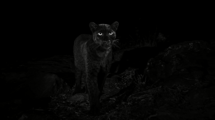 Un leopard negru extrem de rar a fost fotografiat in Africa, pentru prima data in aproximativ o suta de ani - VIDEO Un leopard negru extrem de rar a fost fotografiat in Africa, pentru prima data in aproximativ o suta de ani - VIDEO