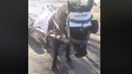 Un mod mai deosebit de a-i indemna pe oameni sa-i voteze pe democrati. Un barbat din Molesti a lipit pe calul sau mai multe postere ale PD si a stat cu animalul in fata unei sectii de votare - VIDEO Un mod mai deosebit de a-i indemna pe oameni sa-i voteze pe democrati. Un barbat din Molesti a lipit pe calul sau mai multe postere ale PD si a stat cu animalul in fata unei sectii de votare - VIDEO