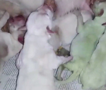 Pui de catel nascuti cu blanita verde fosforescent. "Veterinarii nu m-au crezut pana nu au vazut pozele" Pui de catel nascuti cu blanita verde fosforescent. "Veterinarii nu m-au crezut pana nu au vazut pozele"