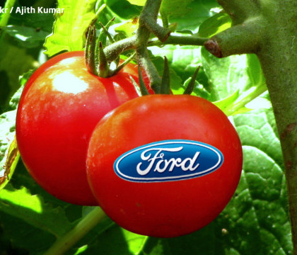 Automobile de Masterchef. Ford va folosi rosii si nuci de cocos ca sa fabrice masini Automobile de Masterchef. Ford va folosi rosii si nuci de cocos ca sa fabrice masini