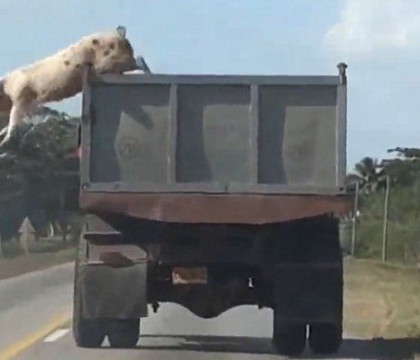 Inca o evadare a unui porc in drum spre abator. Peste 60 de mii de oameni au urmarit imaginile cu animalul sarind din masina