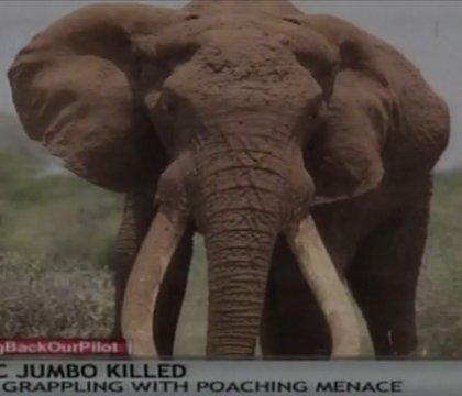 Elefantul emblematic al Africii a fost ucis in Kenya. Satao a cazut victima vanatorilor de fildes Elefantul emblematic al Africii a fost ucis in Kenya. Satao a cazut victima vanatorilor de fildes